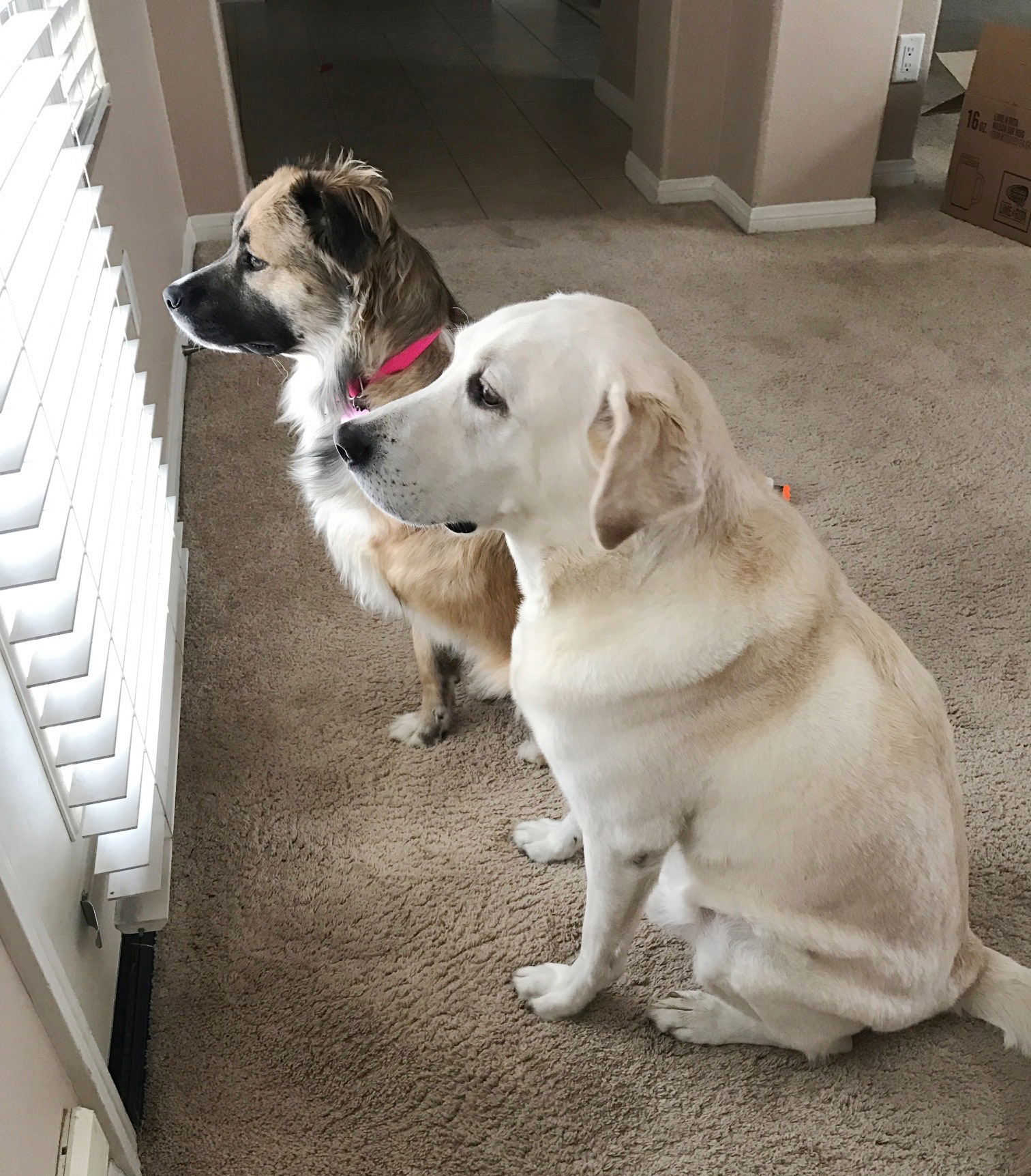 Holly and another dog