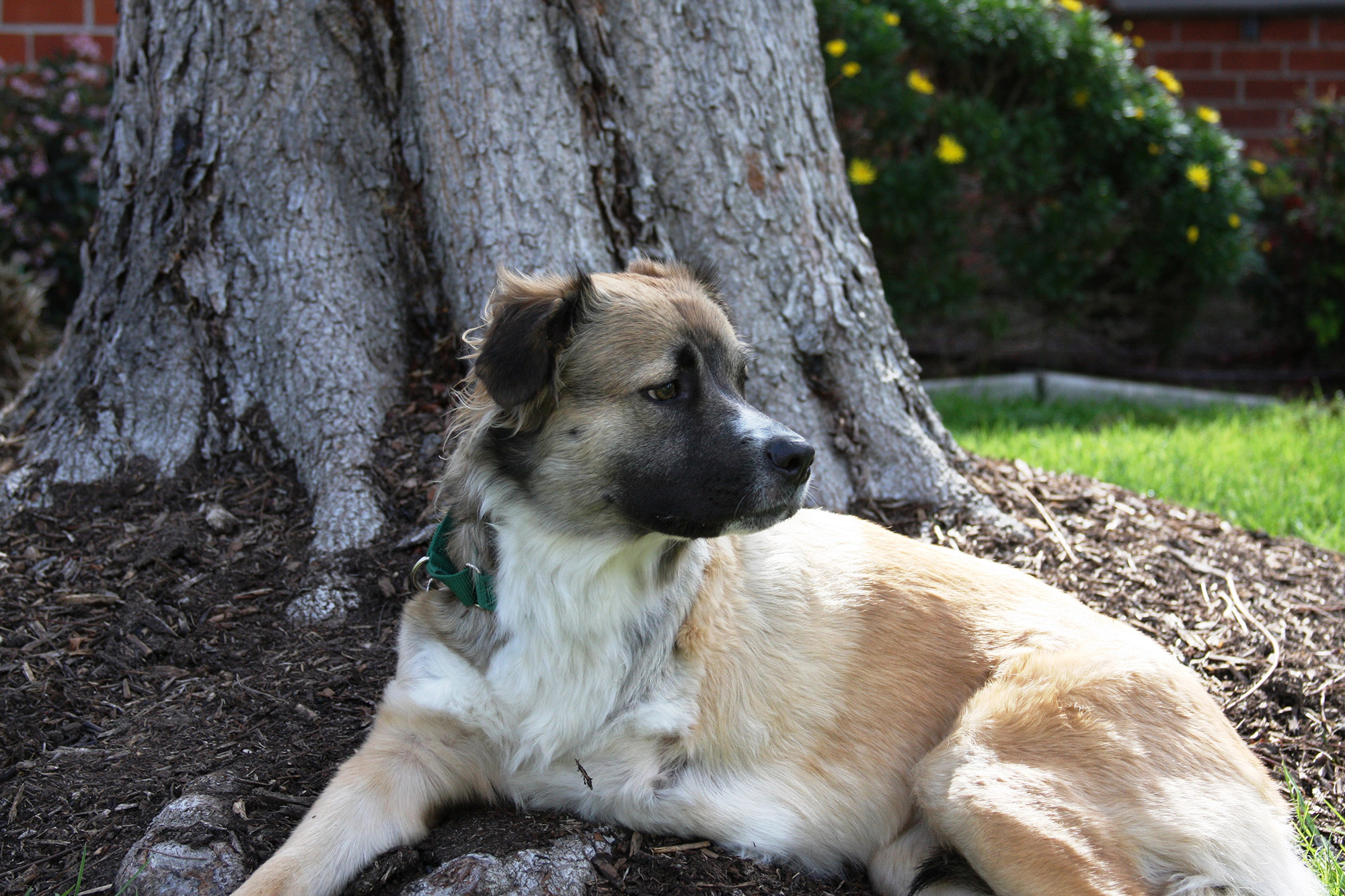 Holly the dog