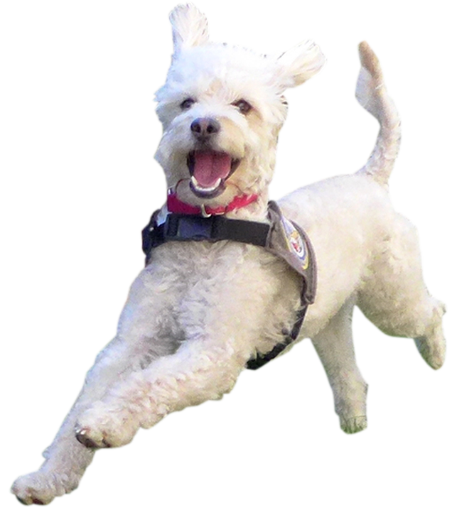 Chance the dog