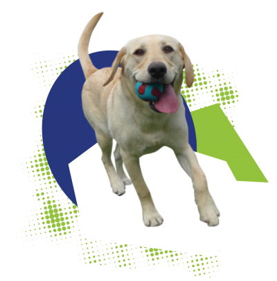 Bailey the dog