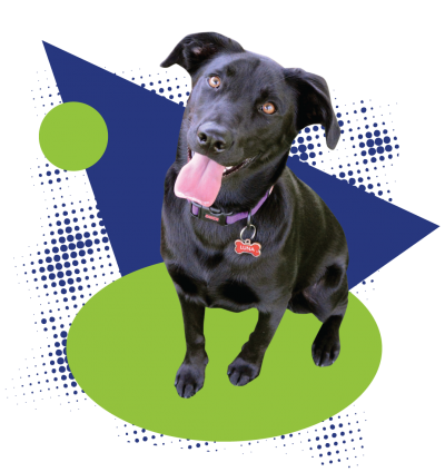 Luna the dog