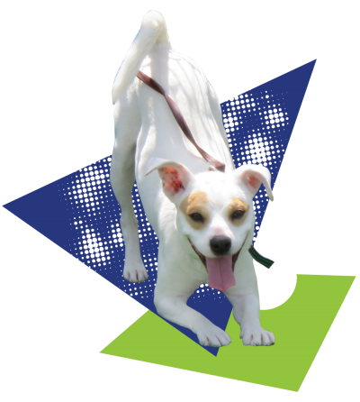 Milo the dog