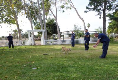 Dog with inmate trainers
