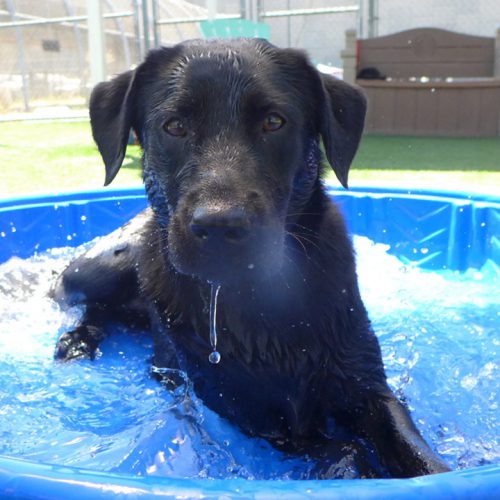 Ruby the dog